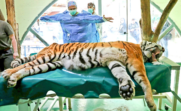 Tigris
