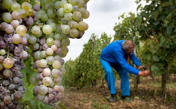 Tokaj a magyar bortermelés egyik legkiemelkedőbb régiója