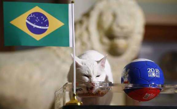 ermitázs macska brazil