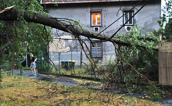 Fákat döntött ki, ágakat tört le a vihar Budapesten