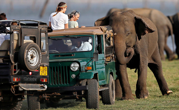 Forrás: mh elefant
