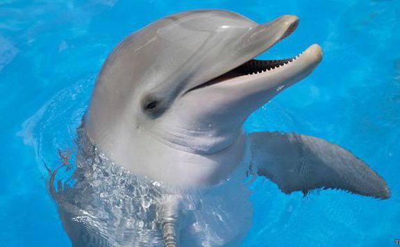 delfin