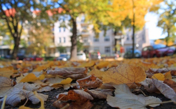lead ősz