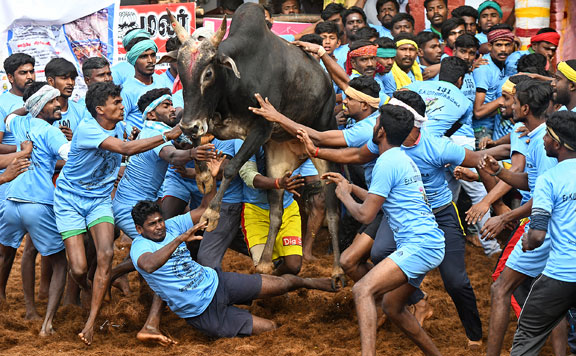 Forrás: mh Jallikattu 20190117