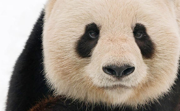 Forrás: mh panda 20141001